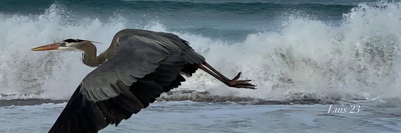 Feisty☀️Floridian's banner