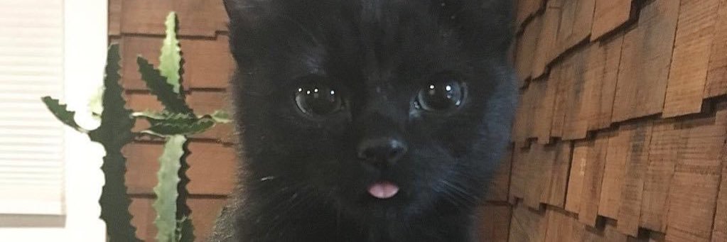 ddemirymer's profile banner image
