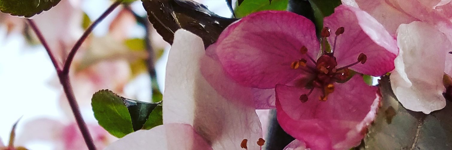 Lovesbettas's profile banner image