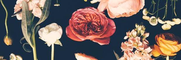 dellinha's profile banner image
