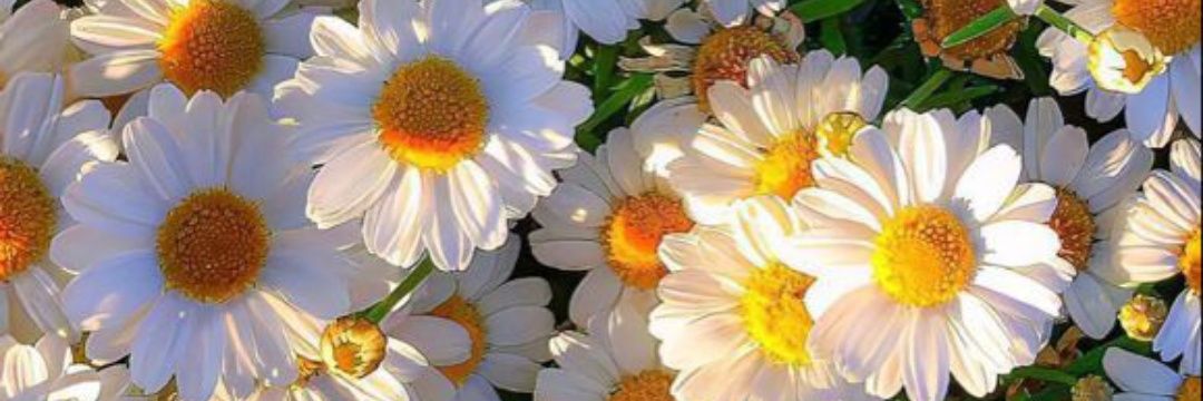 Flormilessi's profile banner image