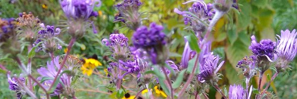 q_hibernator Profile Banner