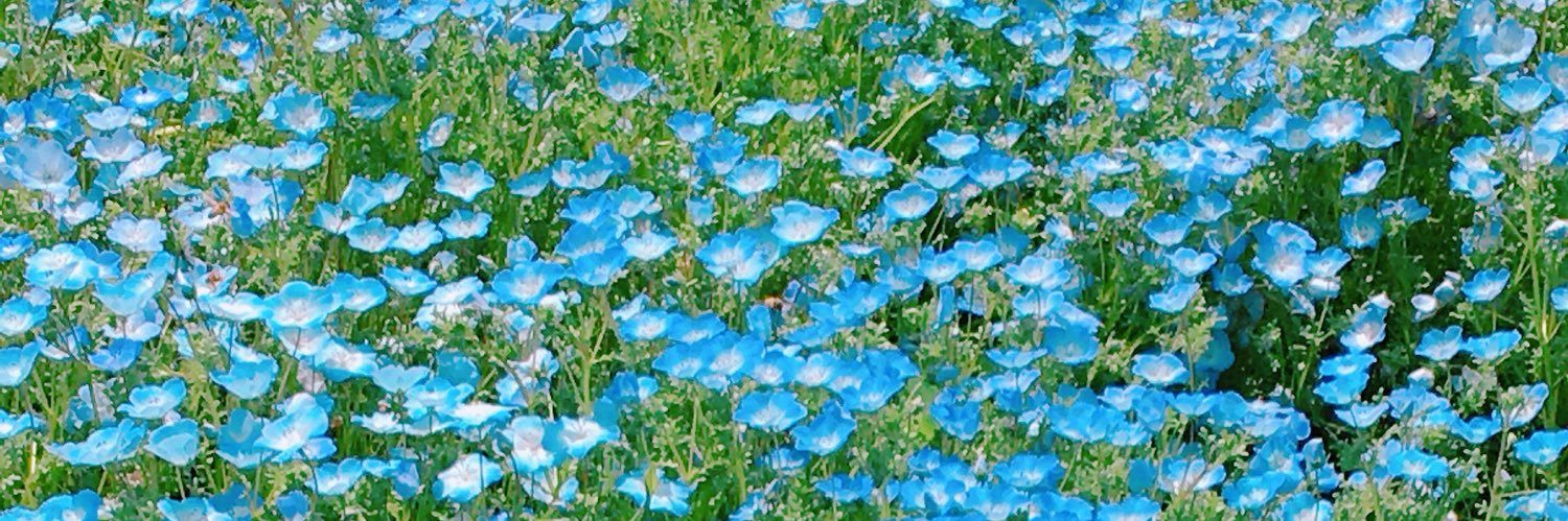 *紅葉*。☆°＊🌙🌳🐢。✨✨ banner