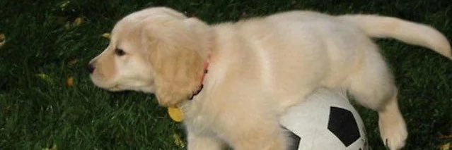 Luna🐾🐶's banner