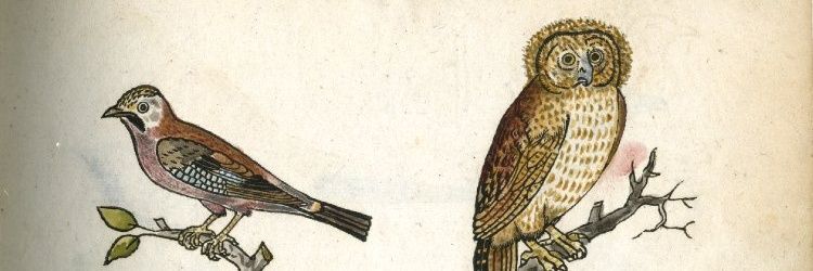 Verin's Owl banner