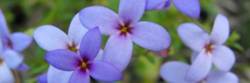 Probably just a possum banner