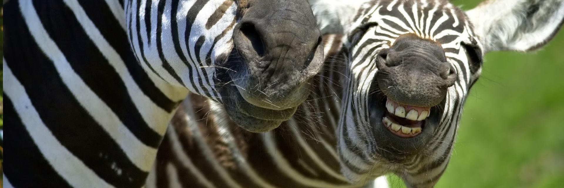 animal_iSH's profile banner image