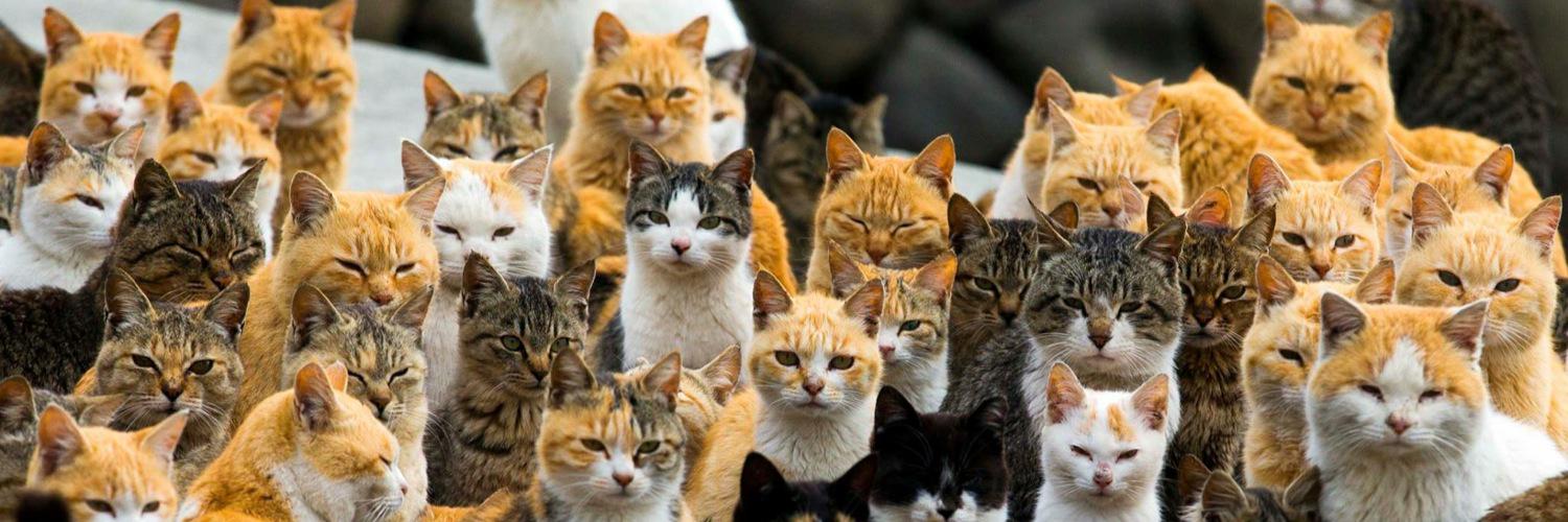 carrie bradshaw 🏳️‍🌈 banner