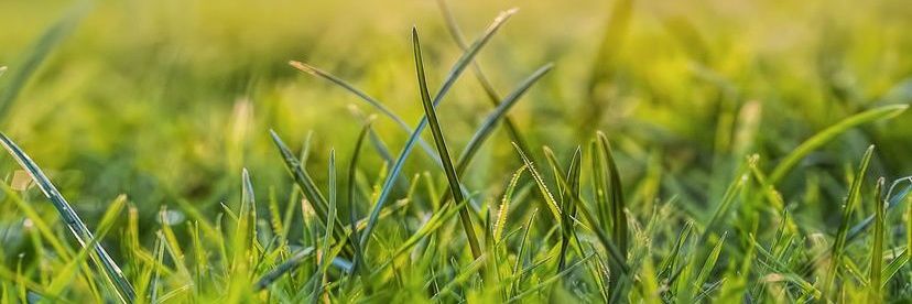 Western Canada Turf Services banner