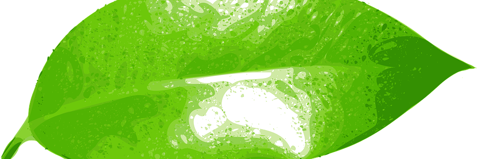 hojaverde's profile banner image