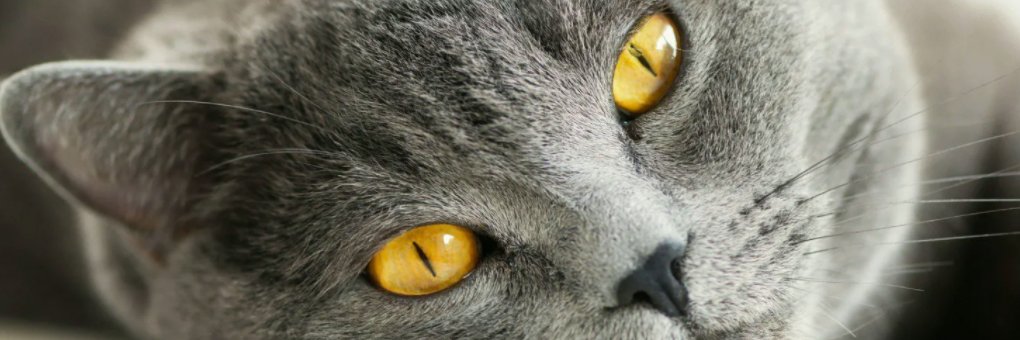 KittyLouis10's profile banner image