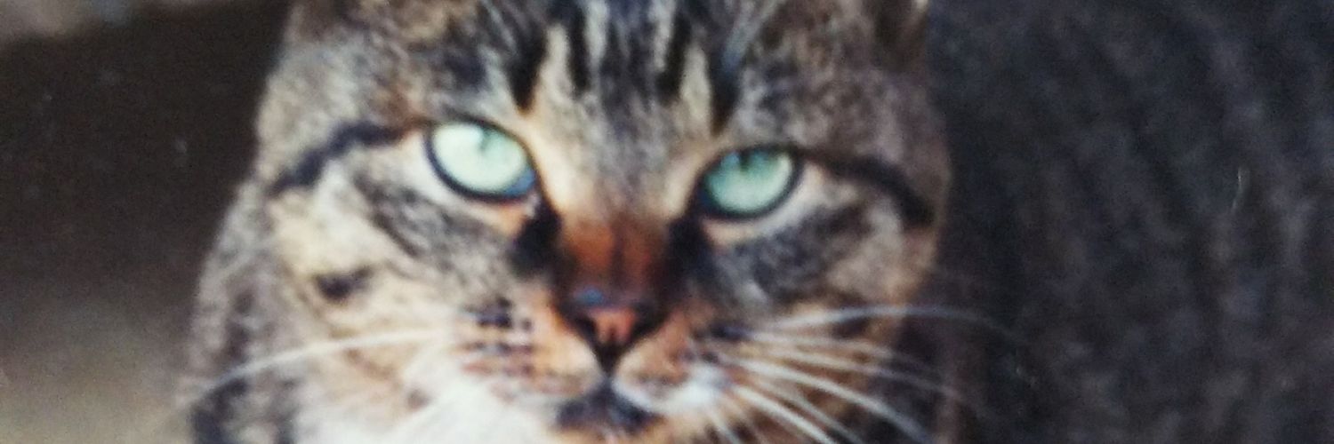 raionnosuke's profile banner image