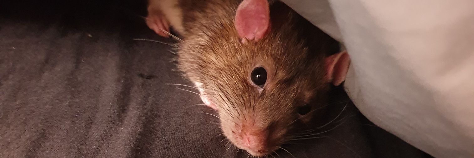 BunnyBailey's profile banner image