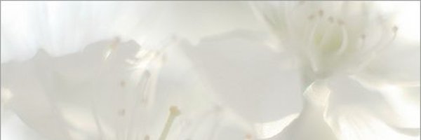 lovesickforlevi Profile Banner