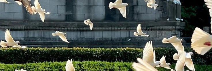 cho banner
