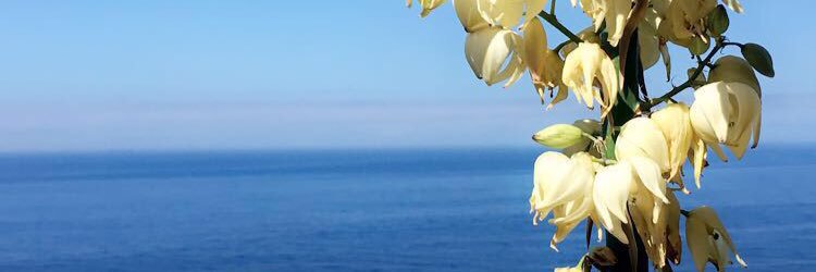lunaapetunia's profile banner image