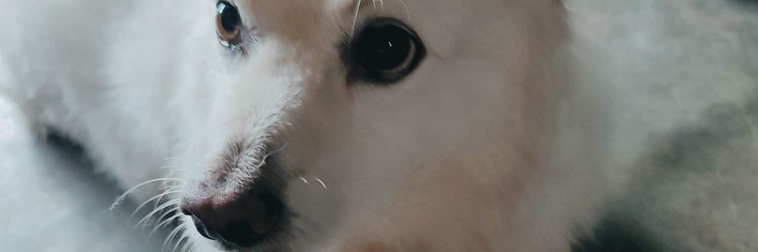 DreamLeaper banner