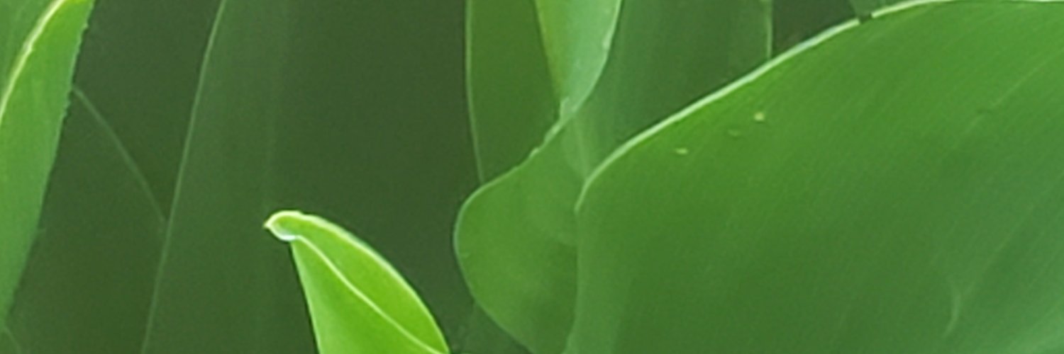 MsCoatesSTEM's profile banner image