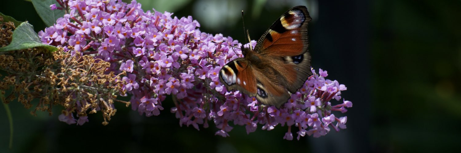 Natasha Roberts Imagery banner
