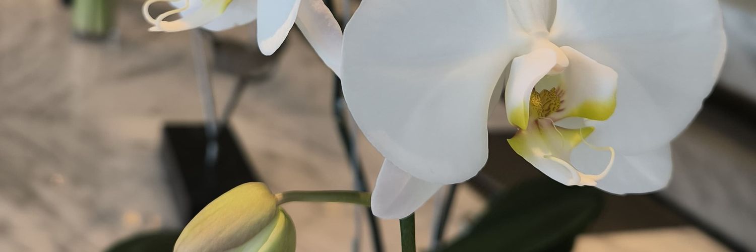 Ninayrh's profile banner image