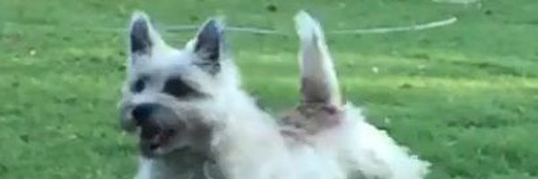 SparklePawsAz Profile Banner