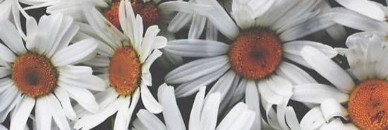 Nikki_Reichner's profile banner image