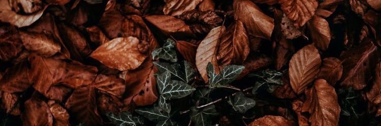 Wednesdayvorrat's profile banner image