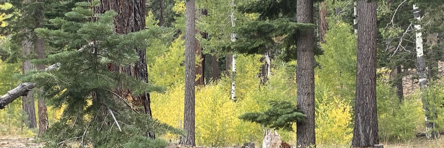 Janae Ballingham banner