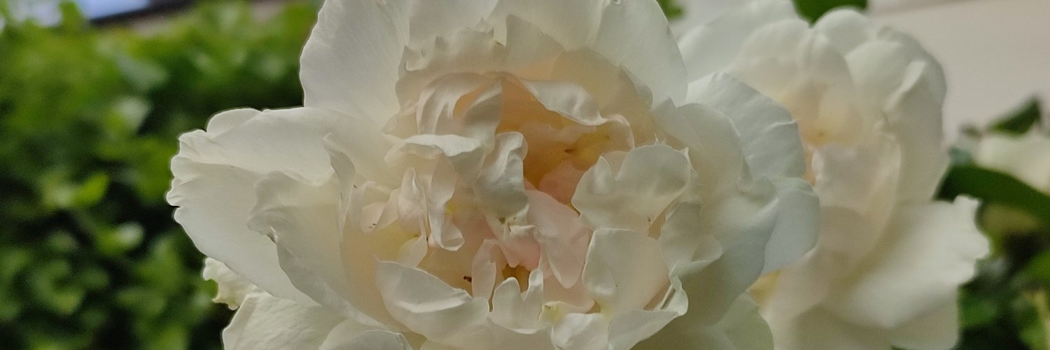 Sally Anne March banner