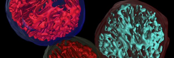 CrabRoll Profile Banner