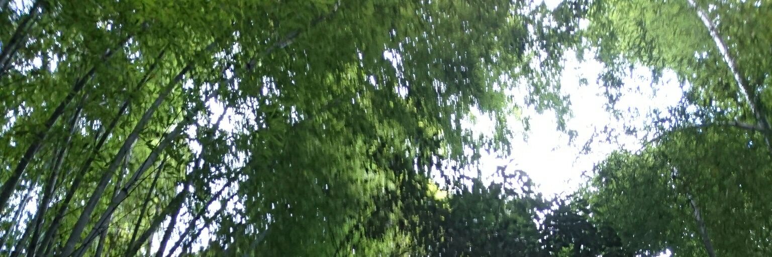 吉田隆生  (ﾖｼﾀﾞ  ﾘｭｳｾｲ) banner