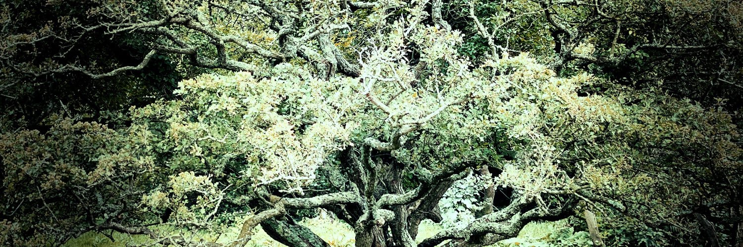 Matthew Gibbons @accuser@tech.social banner