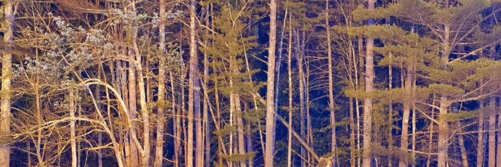 ongeliquetr's profile banner image