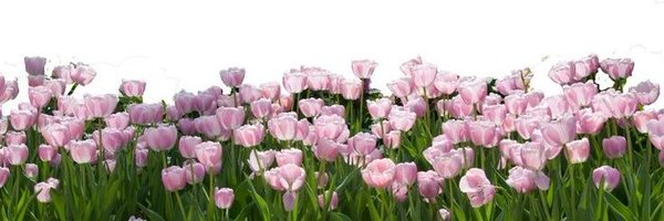 shepweed Profile Banner