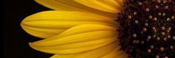 clau_santh's profile banner image