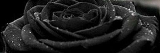 Naba_Cassia's profile banner image