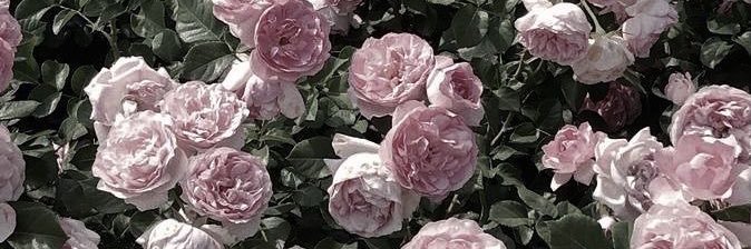 kon__095's profile banner image