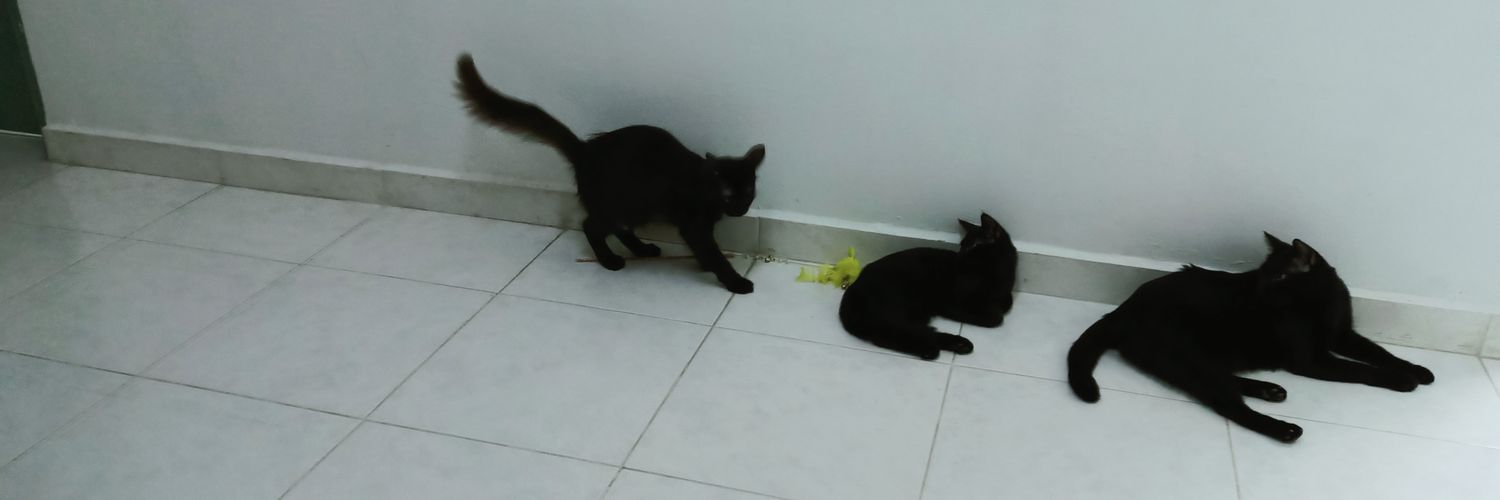 fourmeows's banner