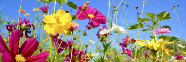 MrsBulga Profile Banner