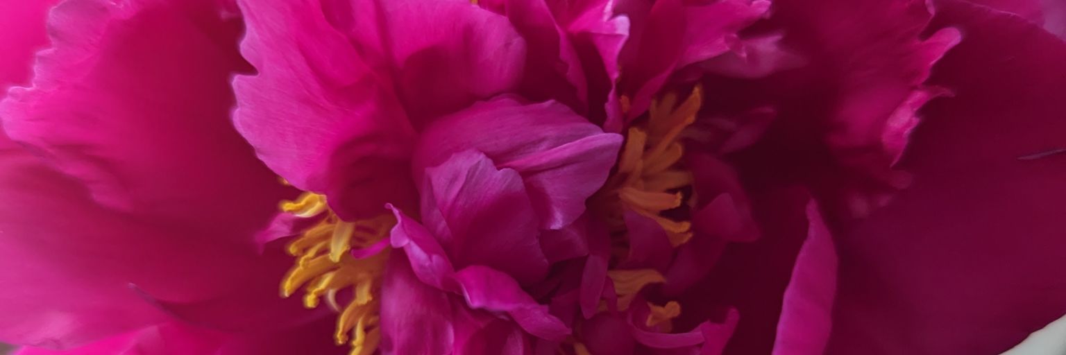 Melissa Lichter banner