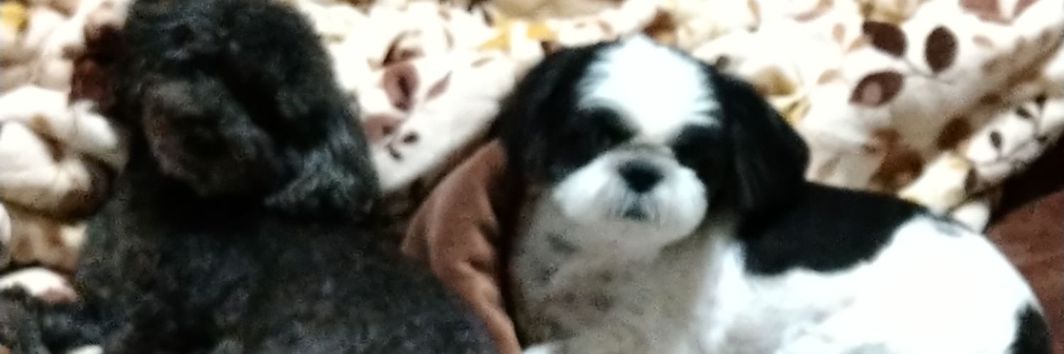 MailDona's profile banner image