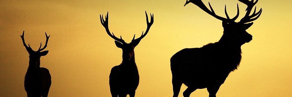 StagForYou's profile banner image