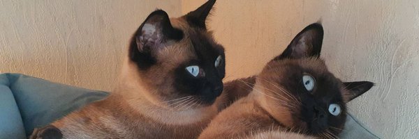 PeanutEtButter Profile Banner