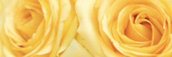 Zorro banner