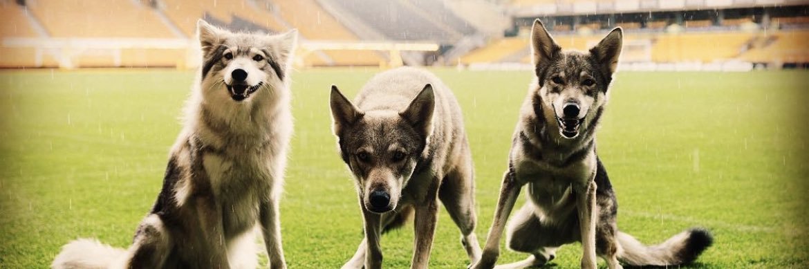 Listejwolf's profile banner image