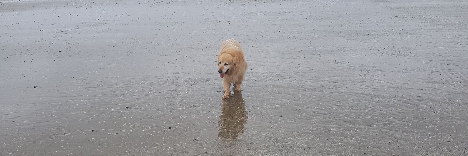 Robbie Mooney banner