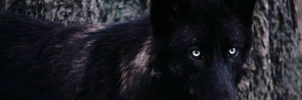 fabriziox23 Profile Banner