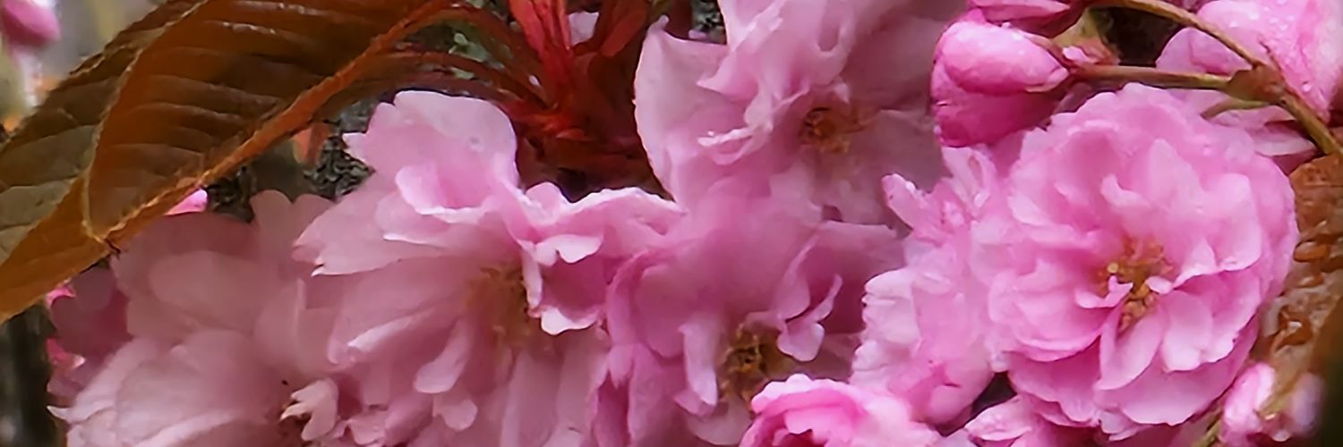 Pasquier_Marie's profile banner image