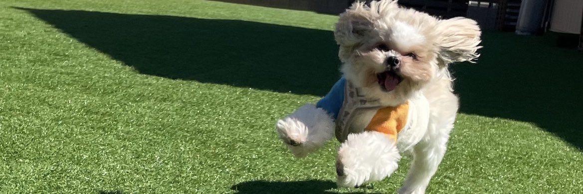 むぎ┊︎シーズー(Shih Tzu)'s banner