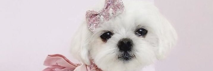 cutestpetsofaus's profile banner image